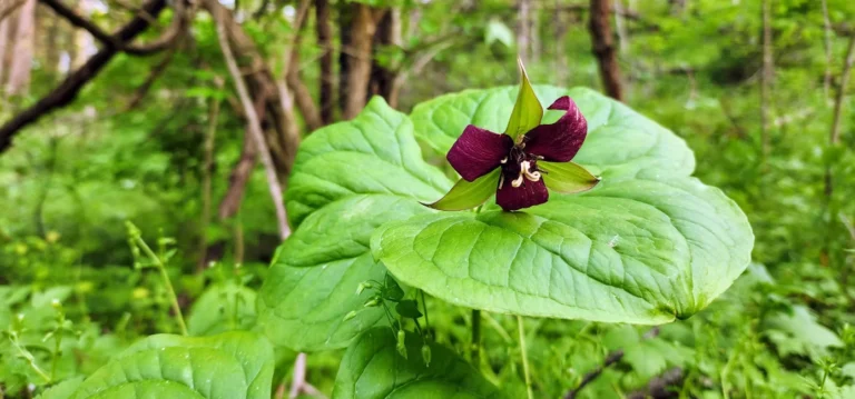 Spring Creek Canyon (3)