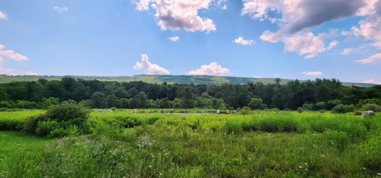 Soaring Eagle Wetland