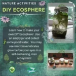 DIY Ecosphere