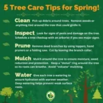Tree Care Tips