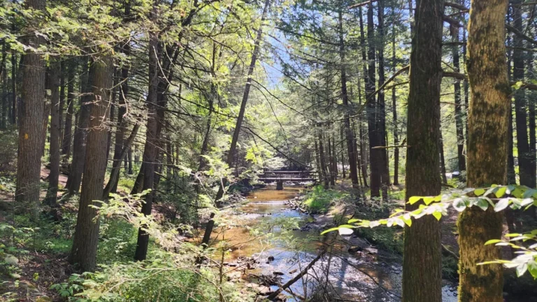 Honey Creek at Reeds Gap State Park