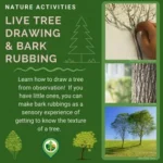 Live Tree Drawing & Bark Rubbing