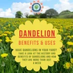 Dandelion Beneits & Uses