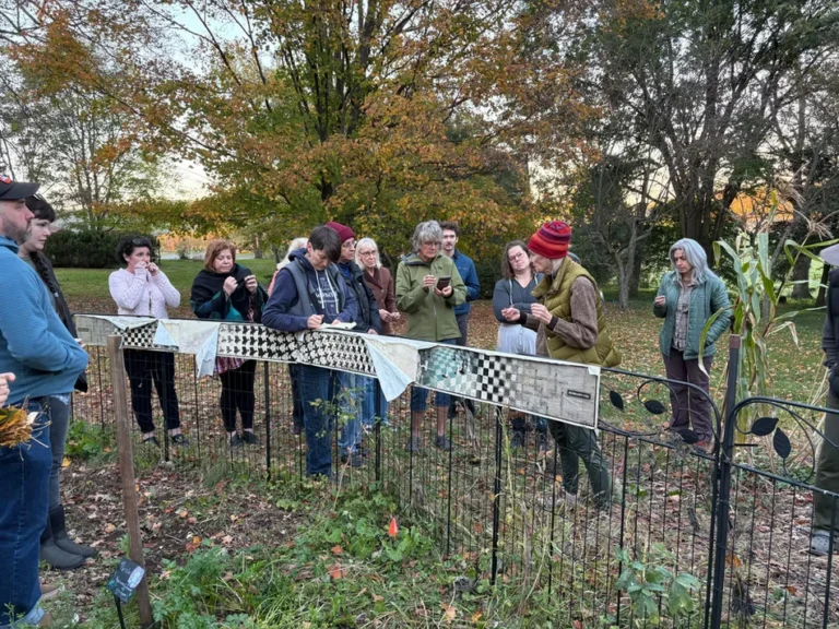 Medicinal Plants at Rhoneymeade