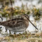 Dance Like a Woodcock