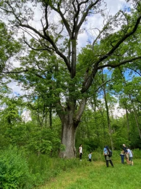 Rhoneymeade Arboretum (7)